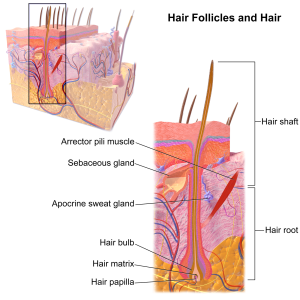 Hair_Follicle